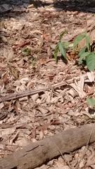 Sceloporus variabilis