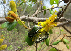 Rhabdotis intermedia