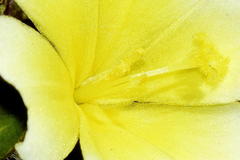 Moraea luteoalba