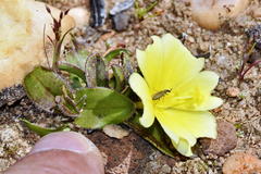 Moraea luteoalba
