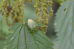 Palomena prasina