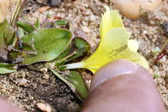 Moraea luteoalba