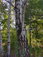 Betula pendula