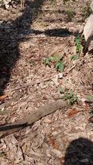 Sceloporus variabilis