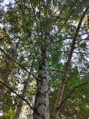 Betula pendula