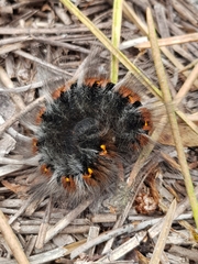 Macrothylacia digramma
