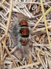 Macrothylacia digramma