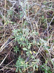 Chiliotrichum diffusum