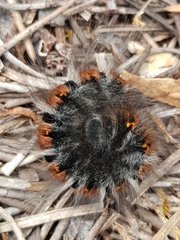 Macrothylacia digramma