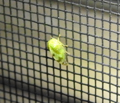 Smiliini