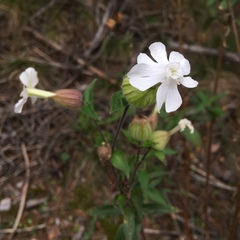Silene latifolia alba