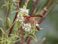 Belonogaster lateritia