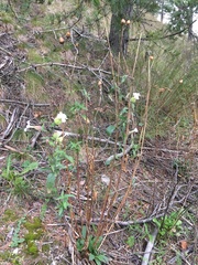 Silene latifolia alba