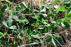 Medicago lupulina