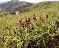 Indigofera sanguinea
