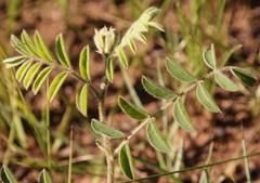 Indigofera sanguinea