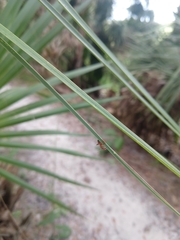 Ophiocordyceps camponoti-floridani