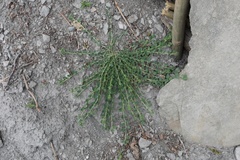 Telephium imperati