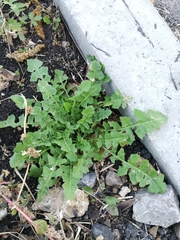 Sisymbrium loeselii