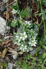 Telephium imperati