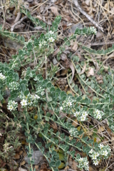 Telephium imperati