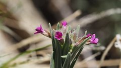 Boechera californica
