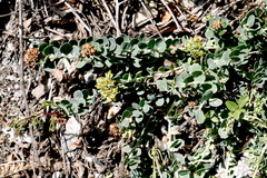 Telephium imperati