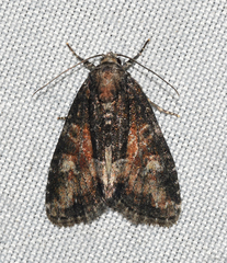 Neoligia subjuncta