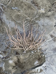 Pseudopterogorgia fredericki