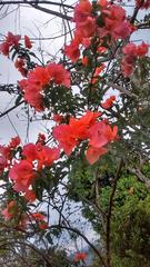 Bougainvillea