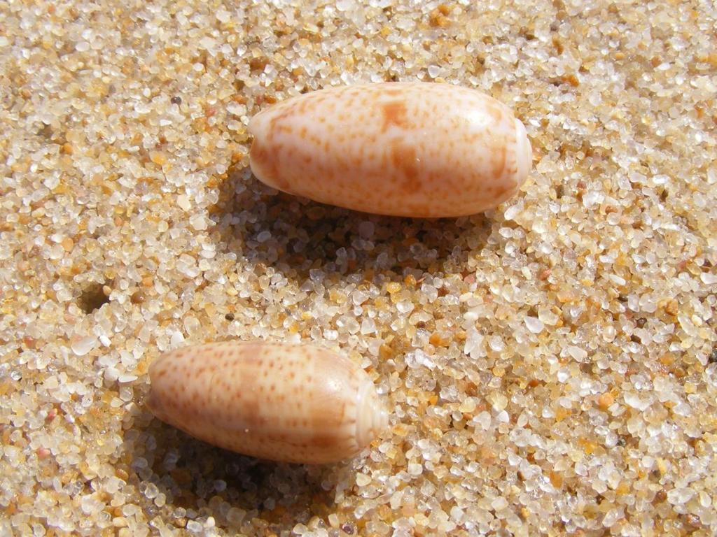 Oliva caroliniana