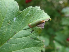 Phyllonorycter lantanella