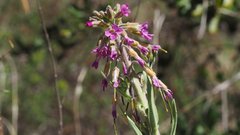 Boechera californica