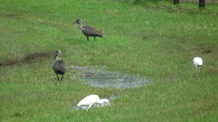 Ardea intermedia brachyrhyncha