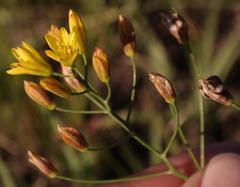 Eriospermum abyssinicum