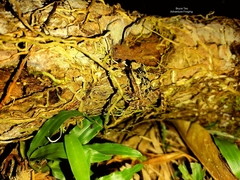 Ingerophrynus divergens