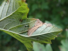 Phyllonorycter lantanella