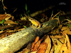 Ingerophrynus divergens