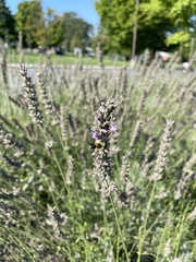 Lavandula