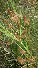 Cyperus thunbergii