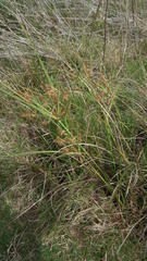 Cyperus thunbergii