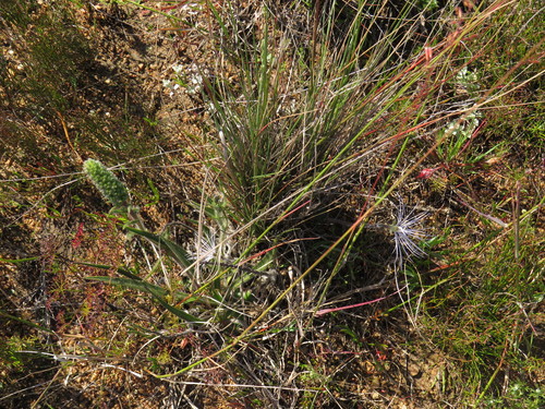 Image of Echiostachys incanus by (c) Jeremy Gilmore, some rights reserved (CC BY)