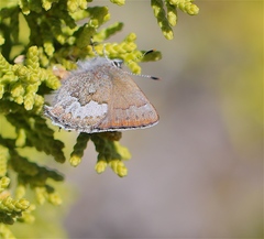 Callophrys fotis