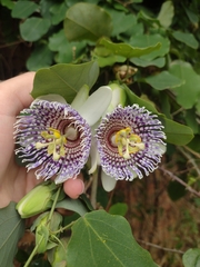 Passiflora actinia