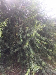 Salix gmelinii