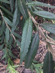 Salix gmelinii