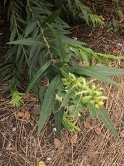 Salix gmelinii