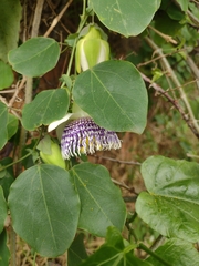 Passiflora actinia