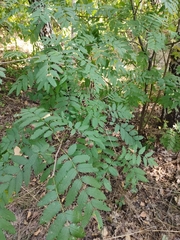Sorbus aucuparia