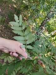 Sorbus aucuparia
